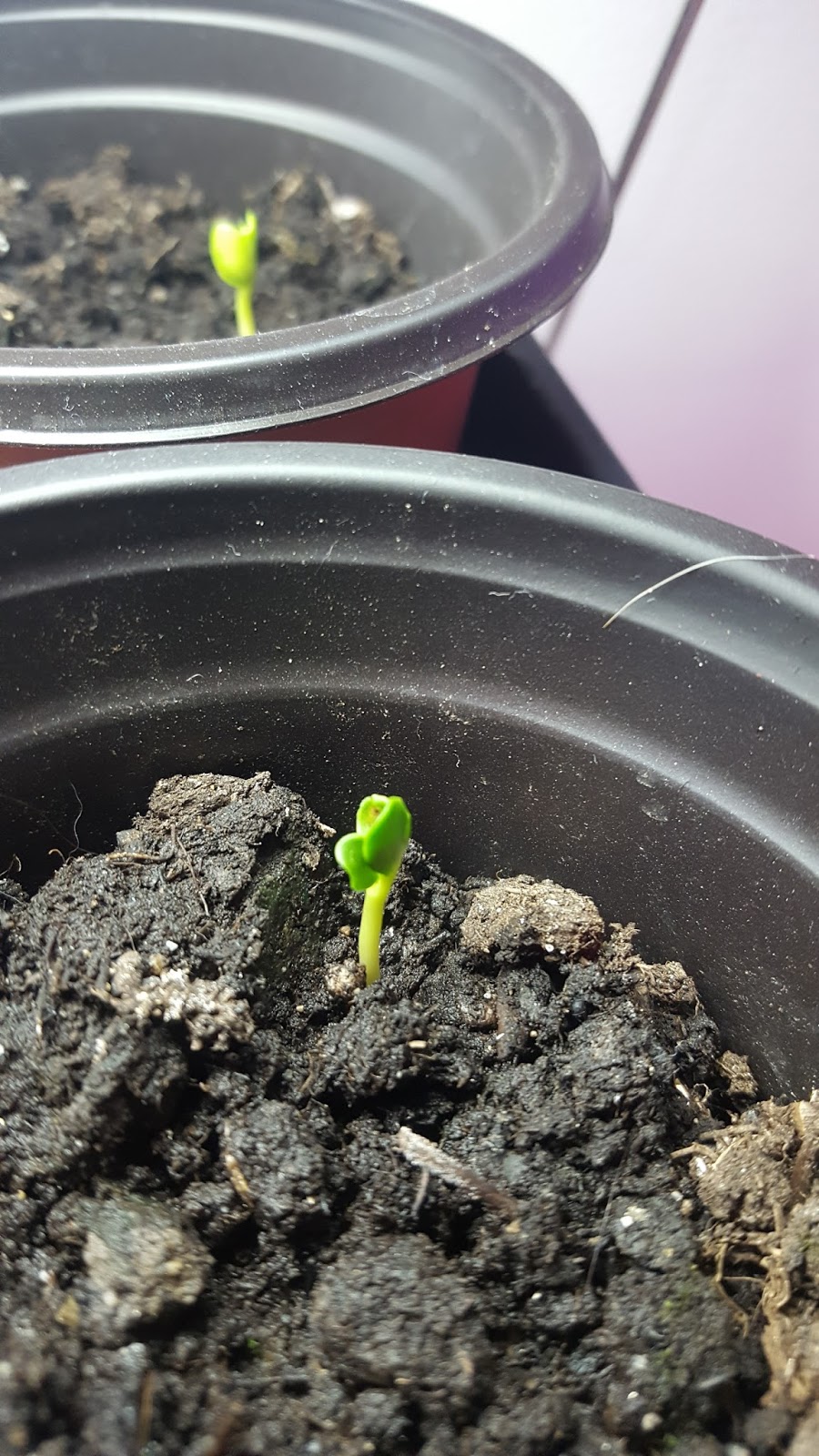 Josh's Blog. Sea Kale Germination Experiment Part 3