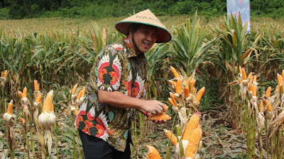 Wagub Kandouw Panen Jagung dan Padi di Minahasa