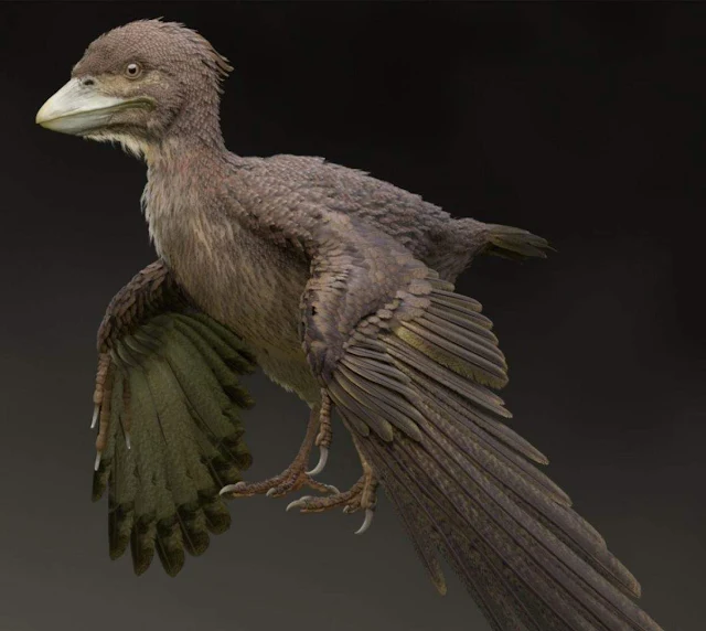 Newly Discovered Fossil Bird Fills in Gap Between Dinosaurs and Modern Fliers