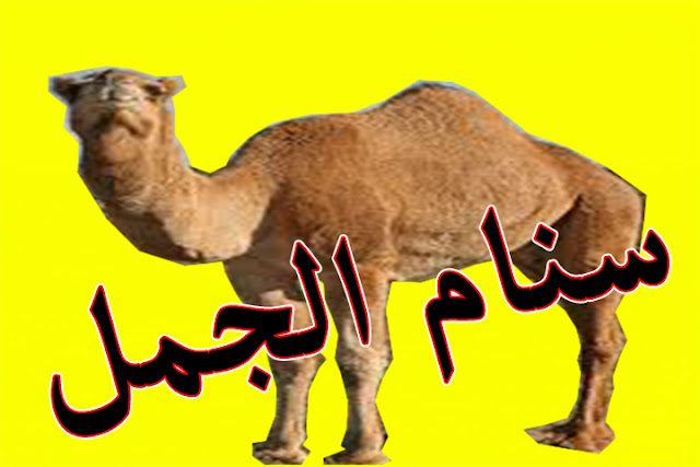 سنام الجمل