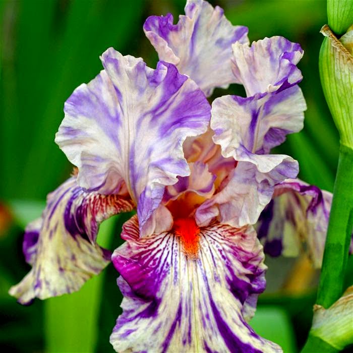 HOW TO GROW THE BEARDED IRIS The Garden of Eaden