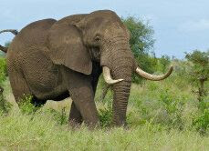 gajah.jpg
