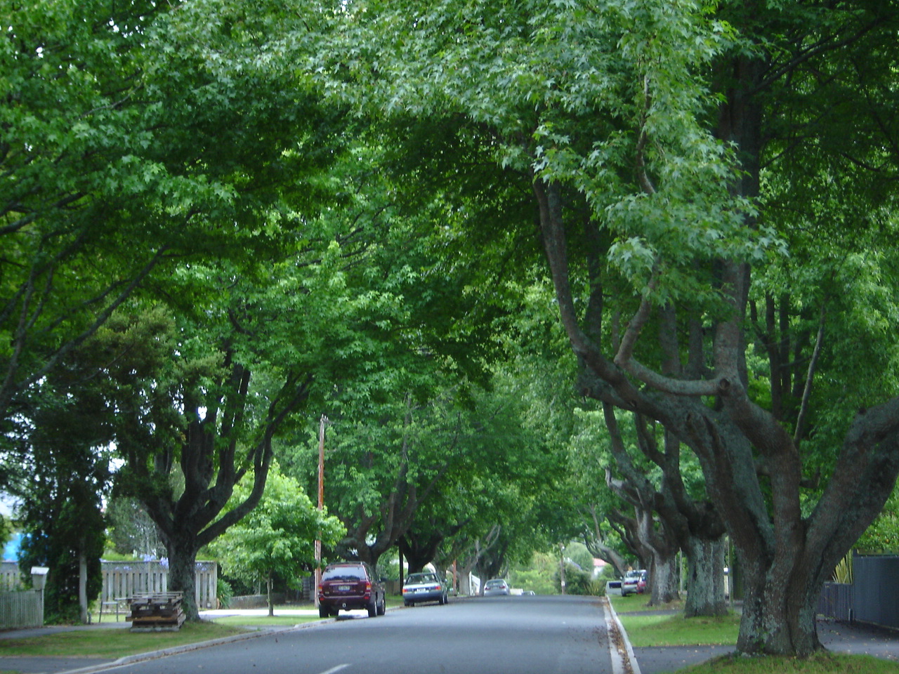 38. Exile in New Zealand Oak trees