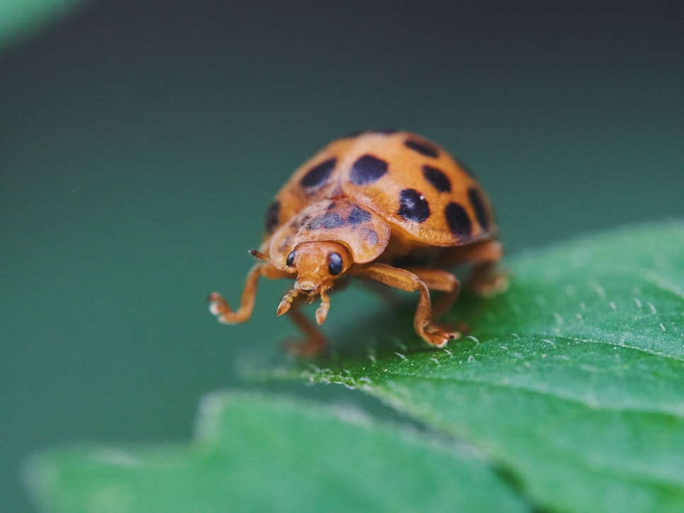 Native ladybugs lose ground to foreign species