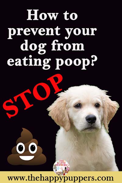 Stop your dog from eating poop Stop your dog from eating poop