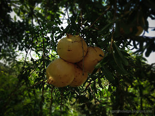 Pomegranate Or Punica Granatum The Small Tree Bearing Fruits In The Backyard