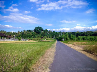 Village Street And Rice Fields Landscape After Harvesting On A Sunny Day At Umeanyar Village North Bali Indonesia