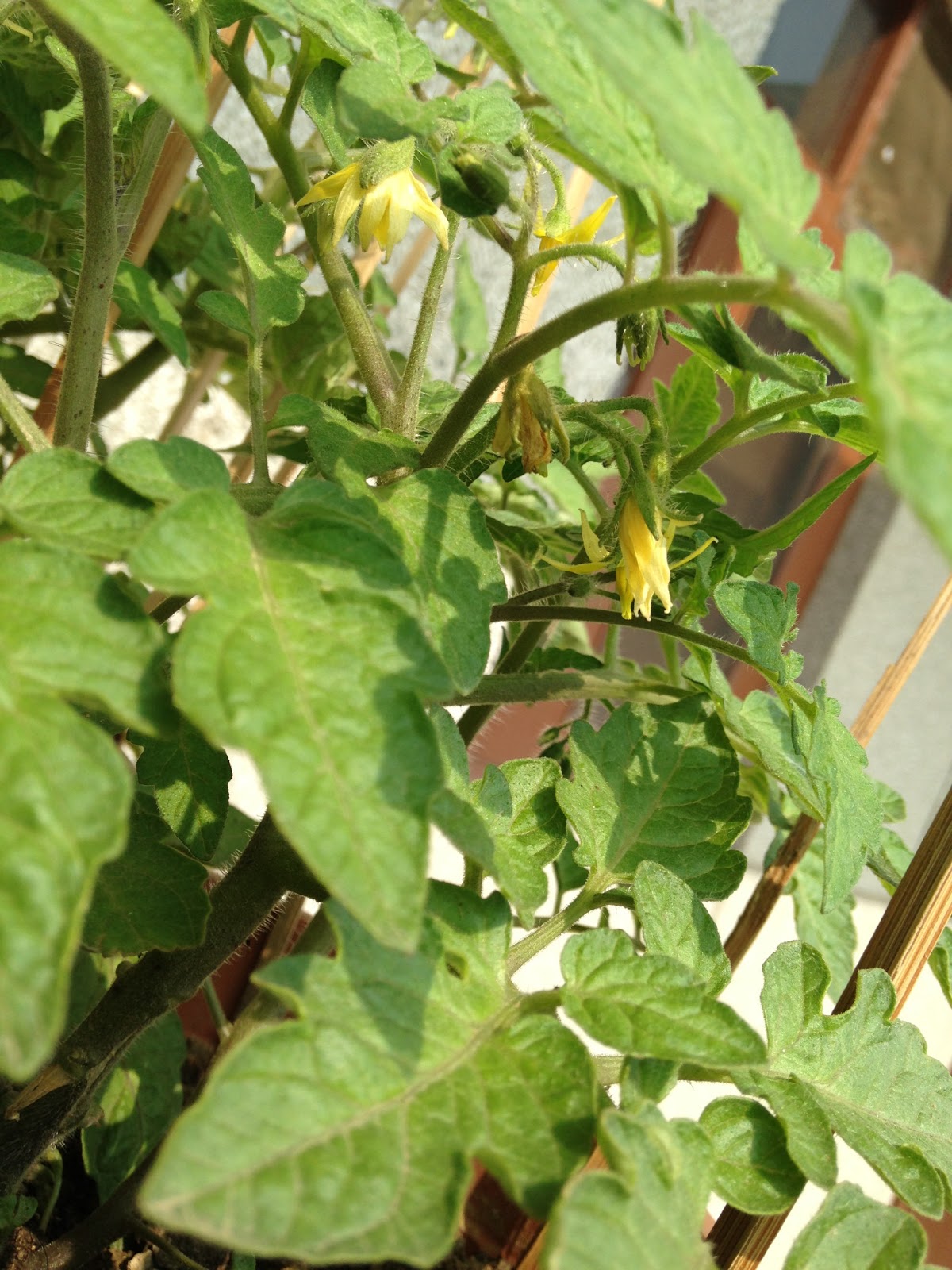 Hi I am Kaivi.. Growing Tomatoes in Containers, growing