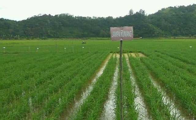 Hamparan tanaman padi di Pesisir Selatan