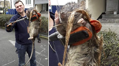4ft long Rat found close to a playground 4ft long Rat found close to a playground