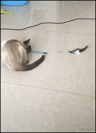 Funny Cat GIF • Siamese cat knows how to play by herself It’s a perpetual motion machine! Funny Cat GIF • Siamese cat knows how to play by herself It’s a perpetual motion machine!
