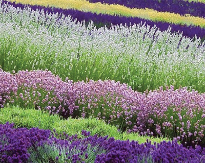 lavender+field.jpg