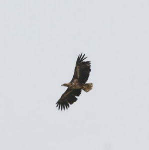 WHITE TAILED EAGLE