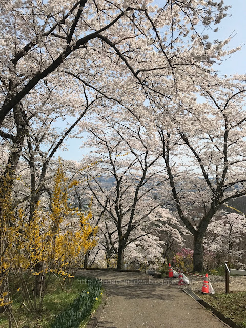 Shibata Sakura Festival
