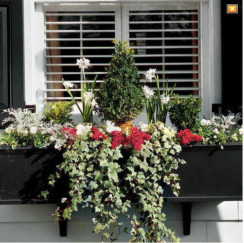 Winter window boxes