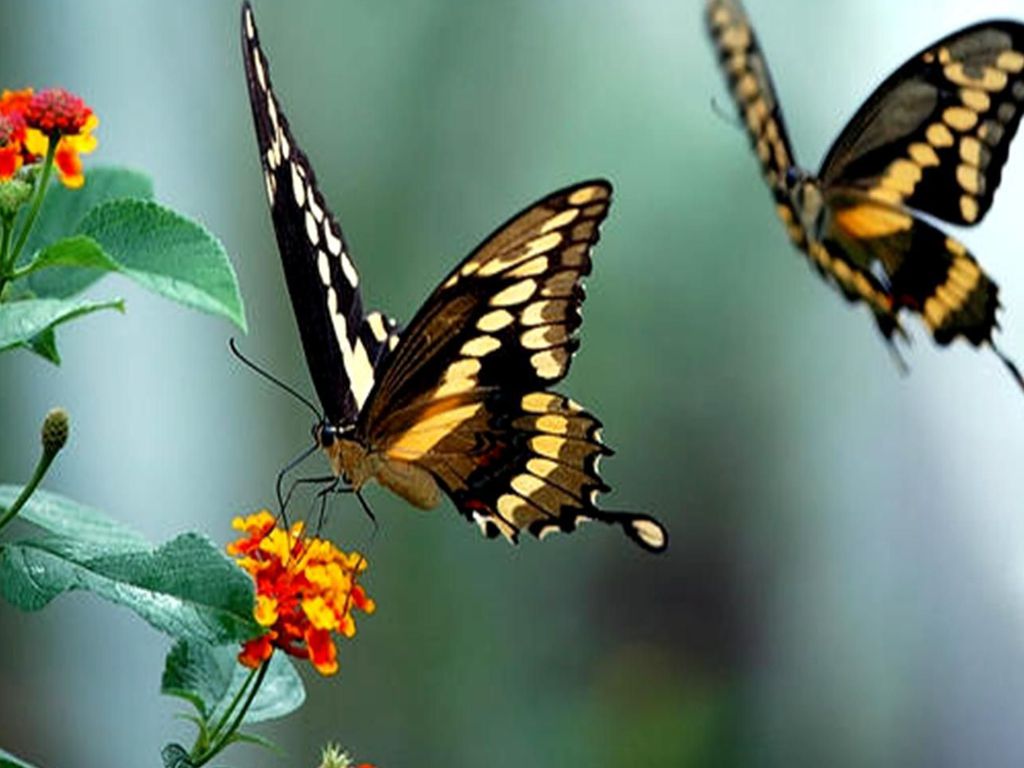 Видео бабочки летают. Бабочка в полете. Бабочка на цветке. Две бабочки.