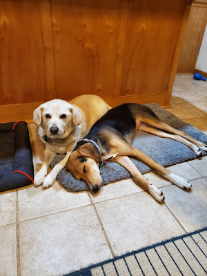 dogs, lab, walker hound