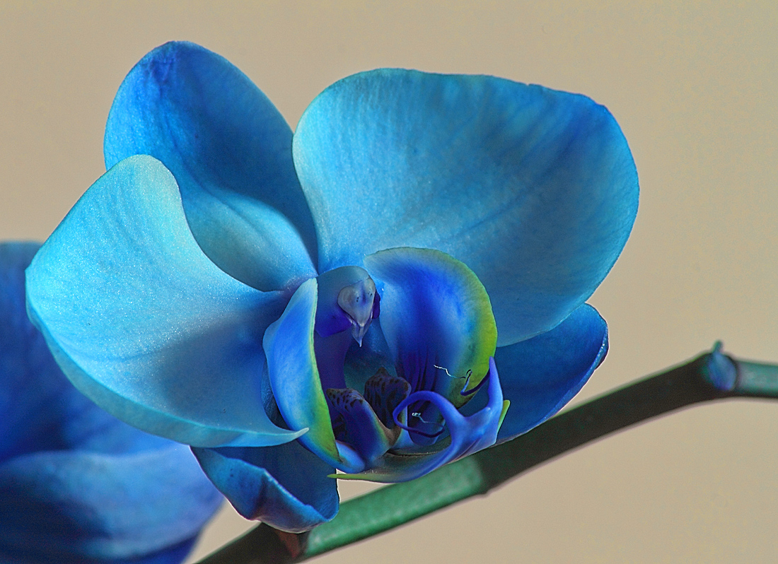 Как ухаживать за голубой. Орхидея фаленопсис синяя. Орхидея фаленопсис голубая. Цветок фаленопсис синий. Фаленопсис голубой.
