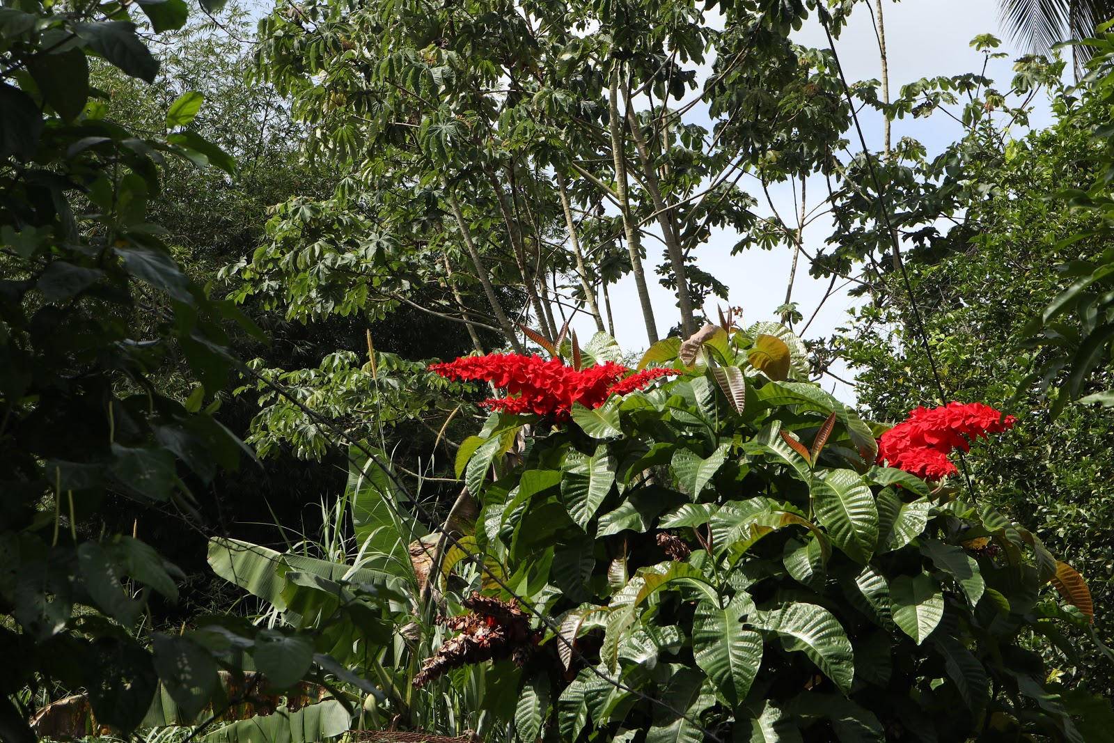 MJ PhotoRama Chaconia The National Flower Of Trinidad And