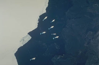 Buz tabakasının yakınında yüzmekte olan bir beyaz balina topluluğu