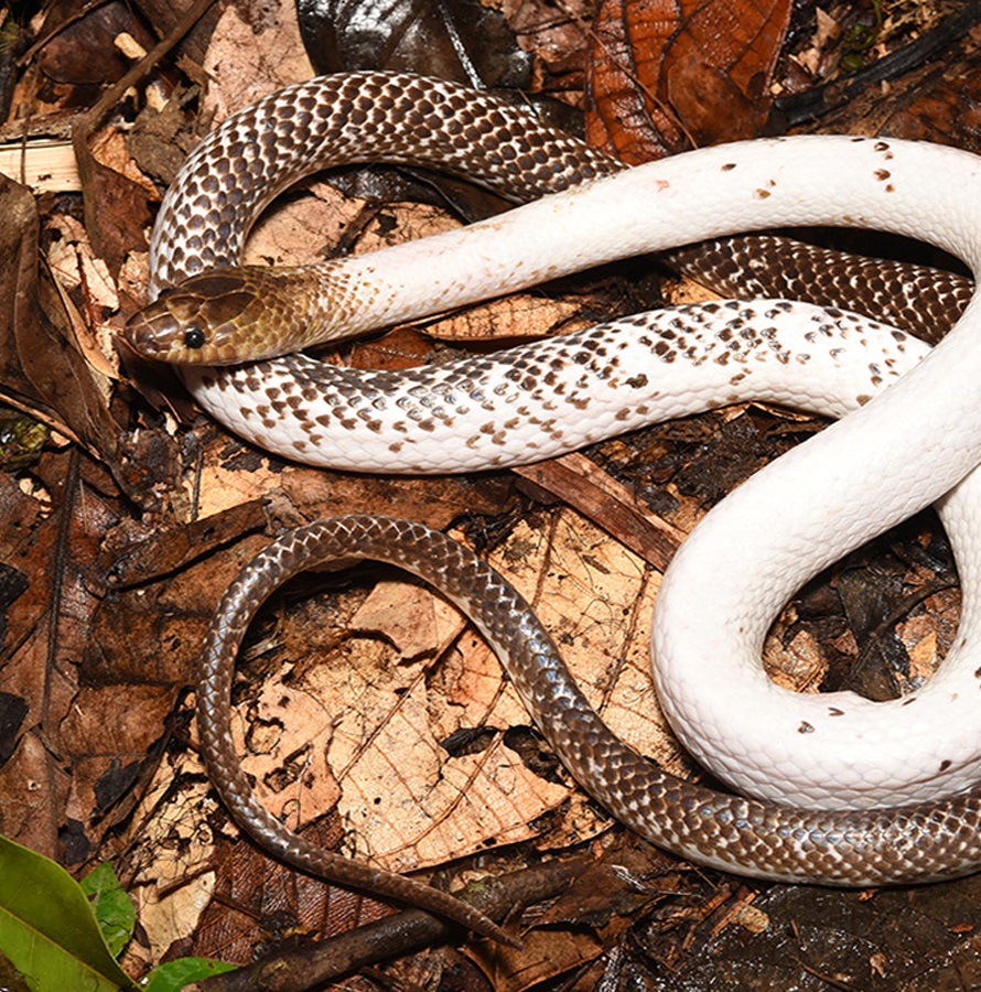 Species New to Science [Herpetology • 2021] Stegonotus aplini • A