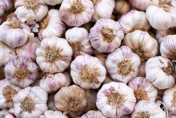 market news Garlic crop apmc market price fall agriculture in India garlic market purchases due to lack agriculture in Gujarat garlic market price down due to income