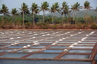 Shiroada Mithagar Vengurla Sindhudurg