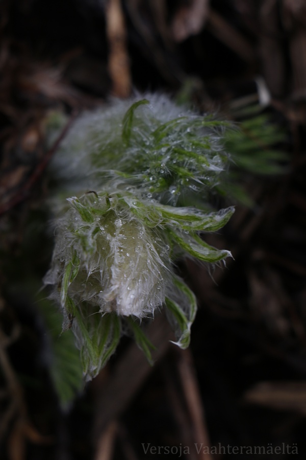 Pausella, Versoja Vaahteramaelta