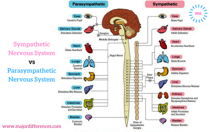 Parasympathetic Nervous System Chart