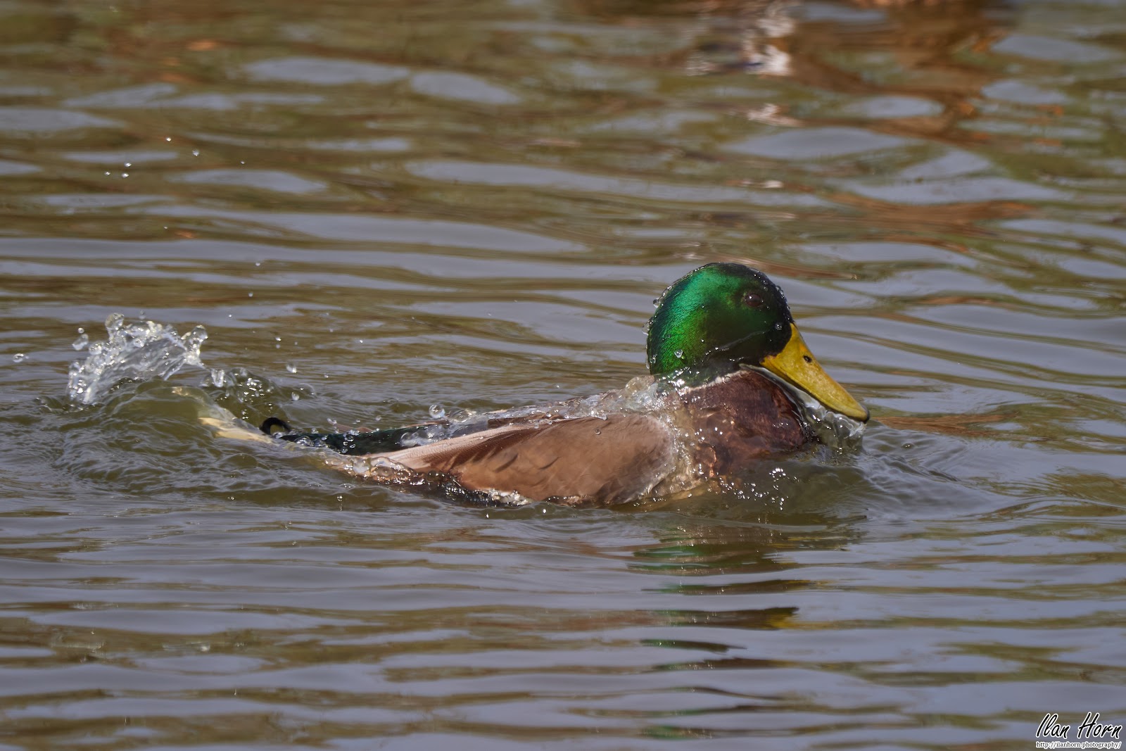Duck Bath
