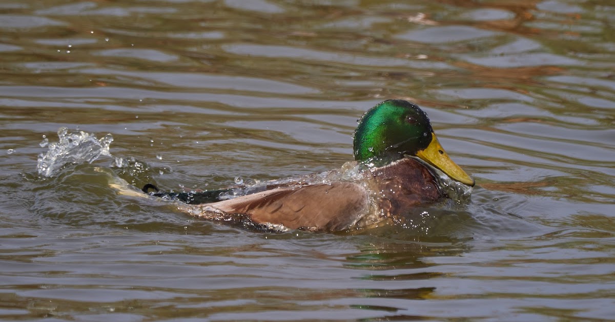 Duck Bath