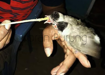 Cara Merawat Serta Meloloh Anakan Burung Kutilang Berikut ialah bagaimana cara merawat serta meloloh anakan Burung Kutilang Cara Merawat Serta Meloloh Anakan Burung Kutilang