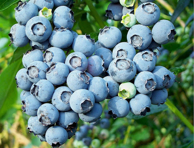 How to grow blueberries from cuttings