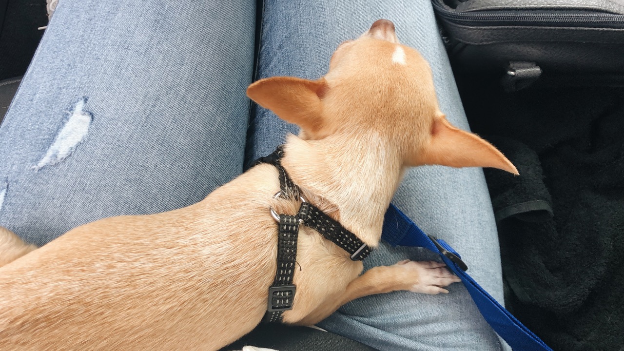 week foto's hond week foto's hond
