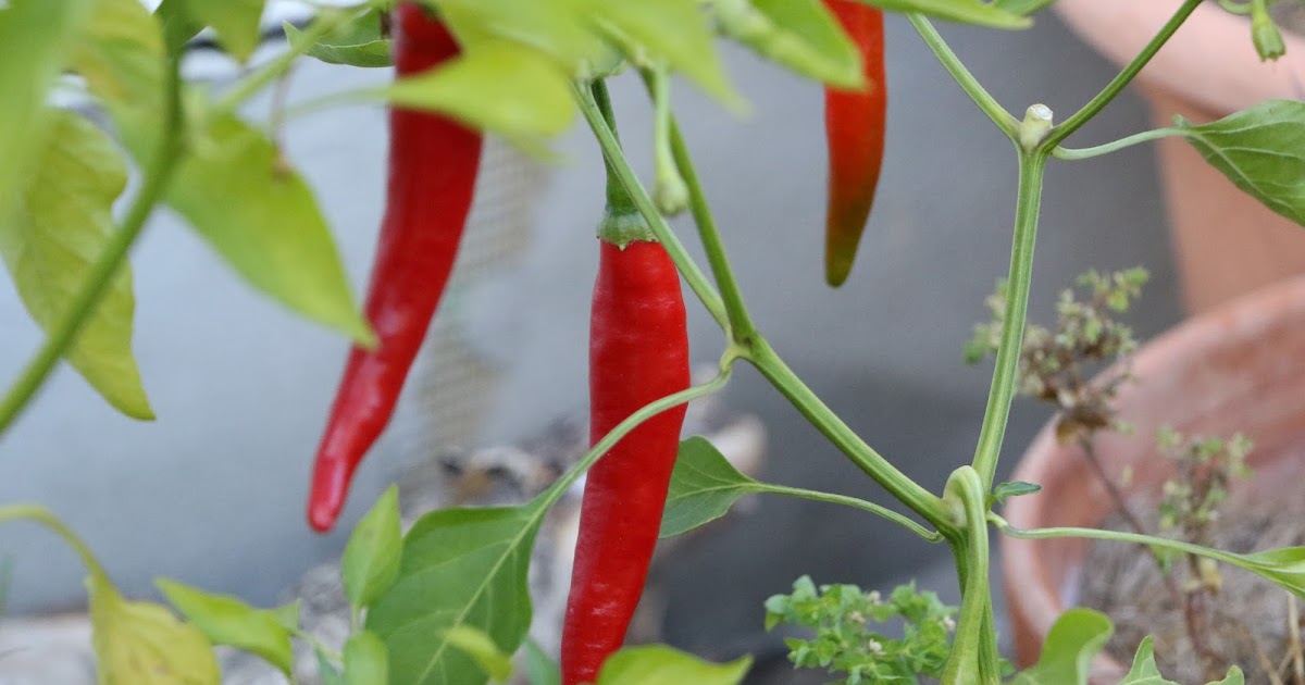 Peperoni und Paprika säen, pflanzen, ernten und überwintern Ein Pflanzenporträt