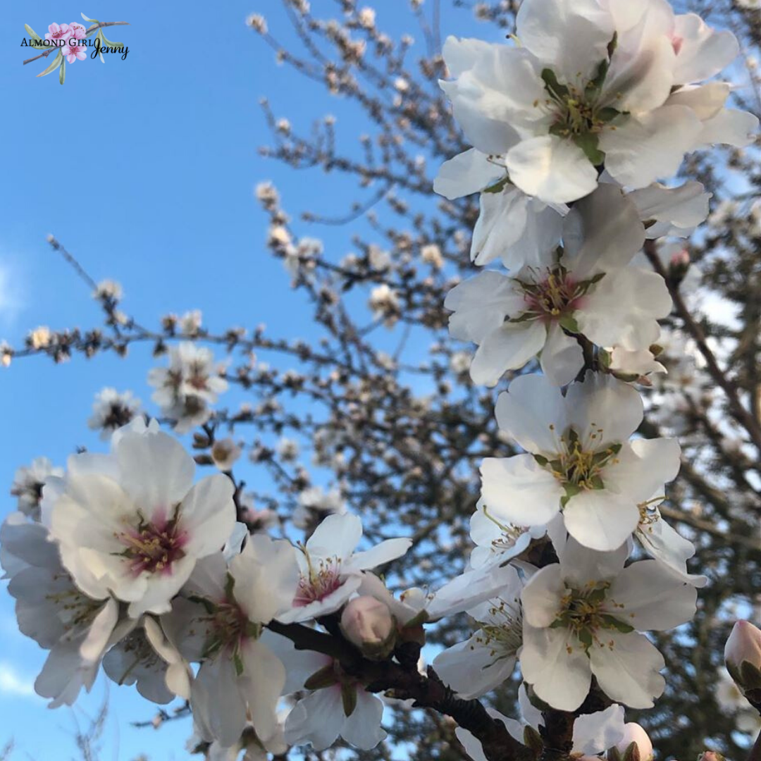 Top 20+ What Do Almonds Look Like On The Tree