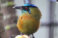 Momoto común ó Bobo, Blue crowned Motmot, Momotus momota