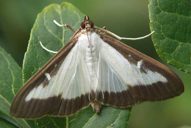 Antipodes: War against nocturnal moths