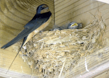36++ Sarang burung walet png terupdate