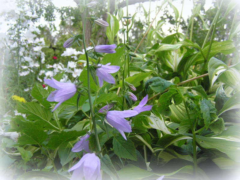 Love lives in the garden... What's blooming in my garden right now...