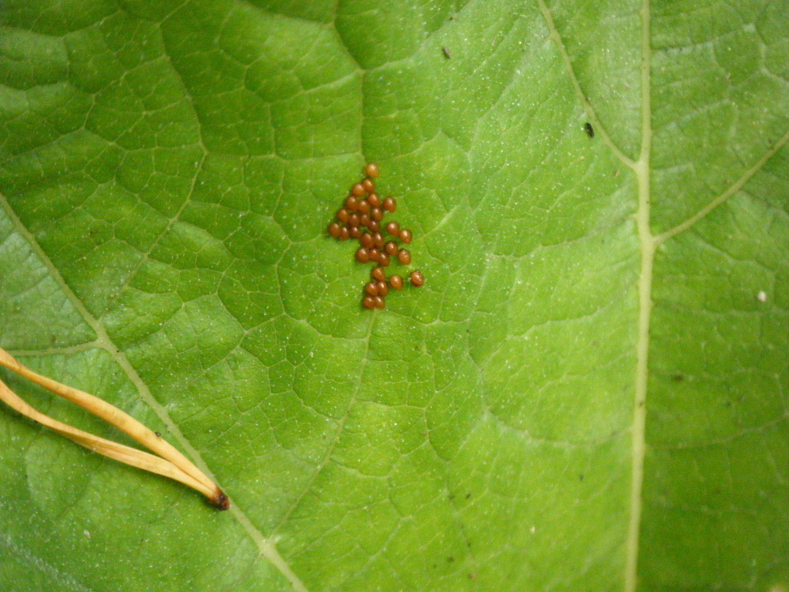 Flour Sack Mama Organic Efforts to Fend off Squash Bugs