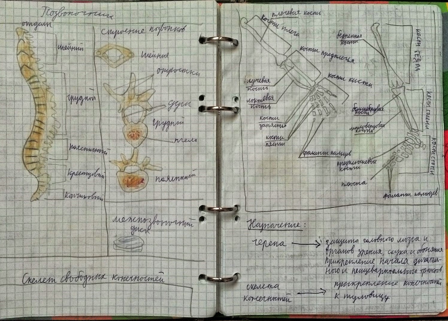 Конспекты 1 курс. Конспекты по грузинскому. Конспекты 1 курс. Конспект лекции по анатомии. Конспект по математике.