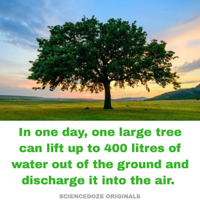 Tree facts