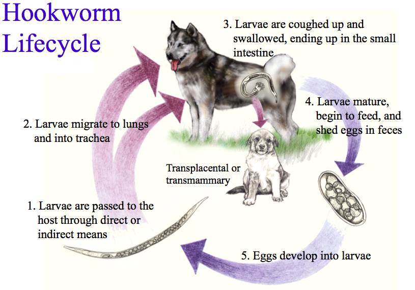 It's a Dog's World Symptoms To Detect Different Intestinal Worms In Dogs
