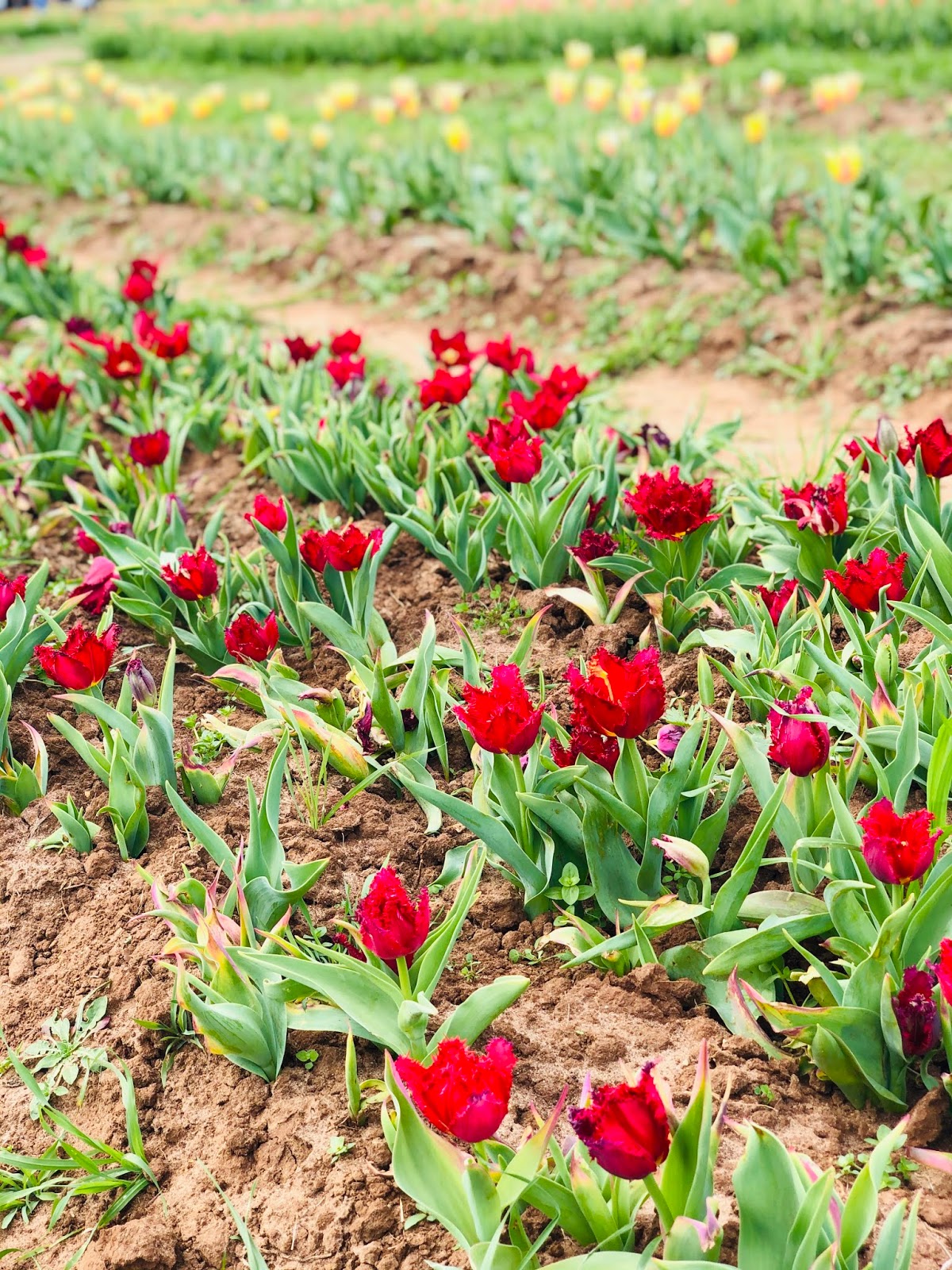 Airing My Laundry, One Post At A Time... Discovering Texas Tulips In La Vernia, Texas