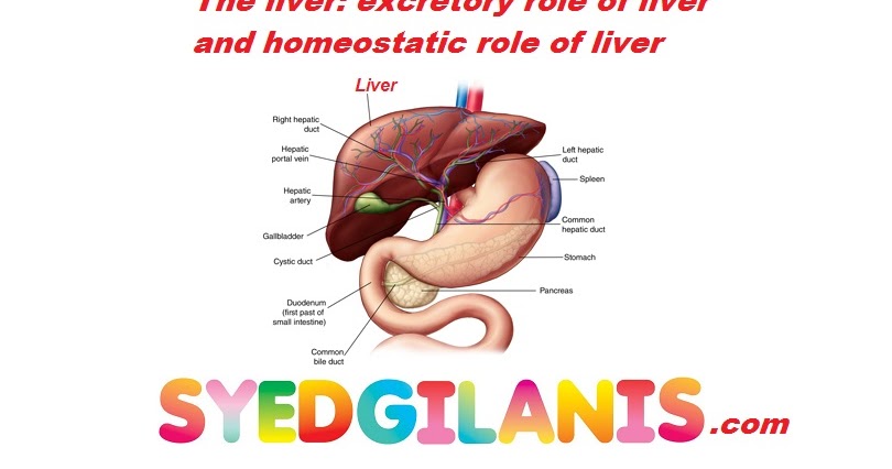 The liver: excretory role of the liver and homeostatic role of liver