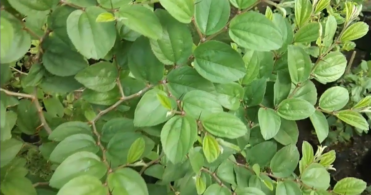 Manfaat Air Rebusan Daun Bidara Arab Untuk Kesehatan Tubuh - Bibit