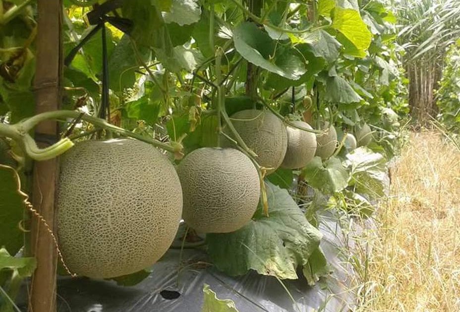 Supplier Isi 10 Benih Melon Legit Panda Farm Jambi Agro Indah Nusantara