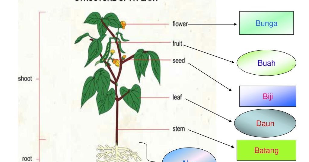 Komunitas Blogger Pelajar Organ Organ Pada Tumbuhan