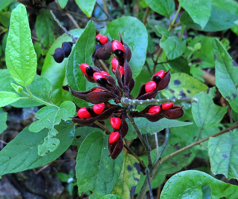 Birdernaturalist Plants of Jamaica
